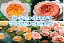 朱麗葉和真宙詳細(xì)對(duì)比